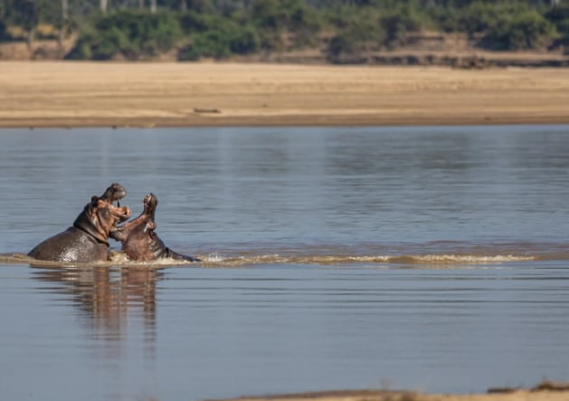8 Day South Luangwa Wildlife Photography Pangolin Safari 